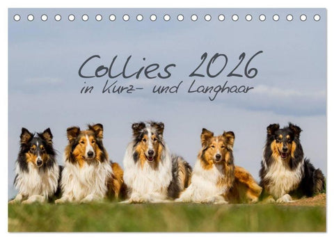 Collies 2026 in Kurz- und Langhaar (Tischkalender 2026 DIN A5 quer), CALVENDO Monatskalender