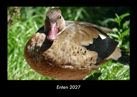 Enten 2027 Fotokalender DIN A3