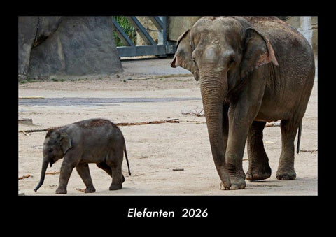 Elefanten  2026 Fotokalender DIN A3