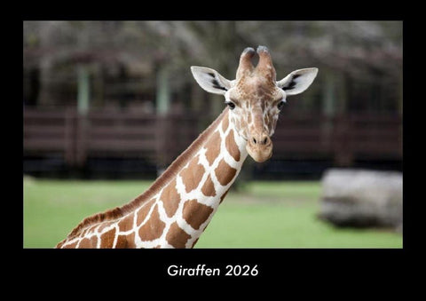 Giraffen 2026 Fotokalender DIN A3