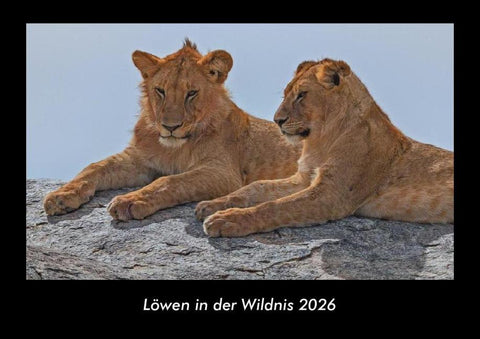 Löwen in der Wildnis 2026 Fotokalender DIN A3