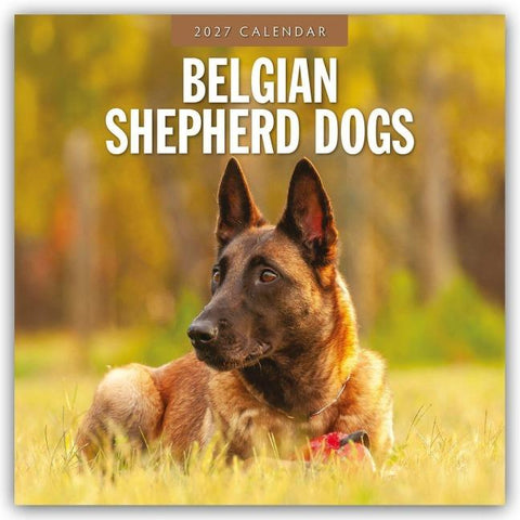 Belgian Shepherd – Belgischer Schäferhund 2027 – 16-Monatskalender