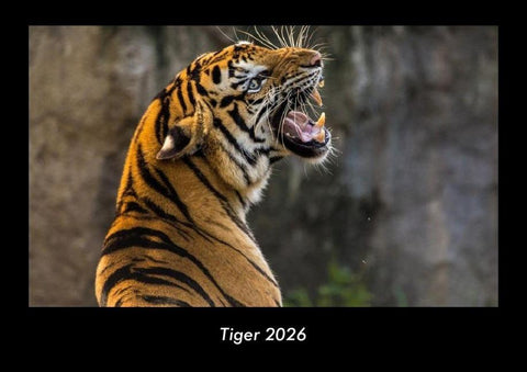 Tiger 2026 Fotokalender DIN A3