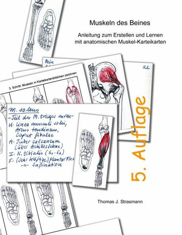 Muskeln des Beines