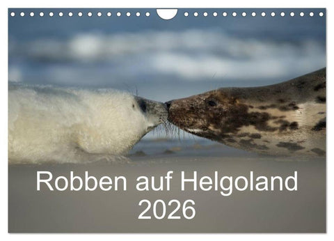Robben auf Helgoland 2026 (Wandkalender 2026 DIN A4 quer), CALVENDO Monatskalender