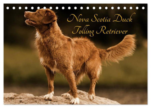 Nova Scotia Duck Tolling Retriever (Tischkalender 2026 DIN A5 quer), CALVENDO Monatskalender