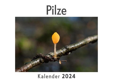 Pilze (Wandkalender 2024, Kalender DIN A4 quer, Monatskalender im Querformat mit Kalendarium, Das perfekte Geschenk)