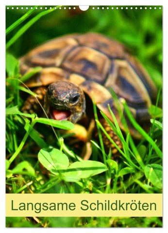 Langsame Schildkröten (Wandkalender 2026 DIN A3 hoch), CALVENDO Monatskalender