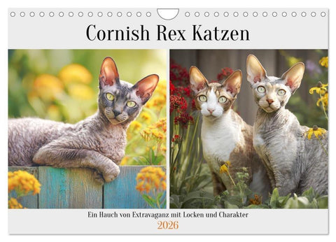 Cornish Rex Katzen. Ein Hauch von Extravaganz mit Locken und Charakter (Wandkalender 2026 DIN A4 quer), CALVENDO Monatskalender