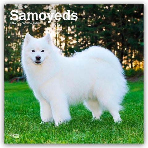Samoyeds - Samojede 2026 - 16-Monatskalender