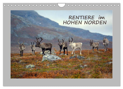 Rentiere im Hohen Norden (Wandkalender 2026 DIN A4 quer), CALVENDO Monatskalender