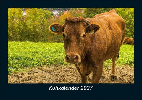Kuhkalender 2027 Fotokalender DIN A5