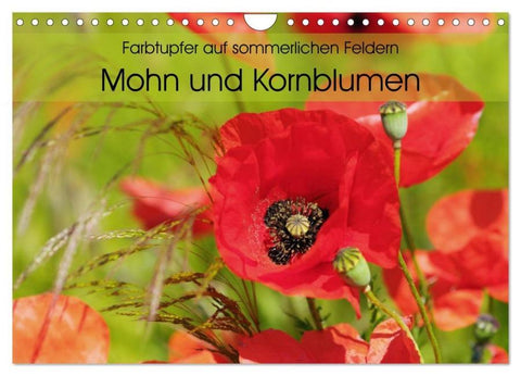 Farbtupfer auf sommerlichen Feldern - Mohn und Kornblumen (Wandkalender 2026 DIN A4 quer), CALVENDO Monatskalender