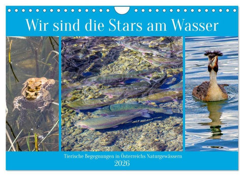 Wir sind die Stars am Wasser (Wandkalender 2026 DIN A4 quer), CALVENDO Monatskalender