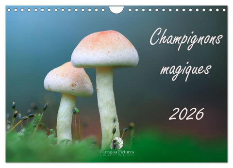 Champignons magiques (Calendrier mural 2026 DIN A4 vertical), CALVENDO calendrier mensuel