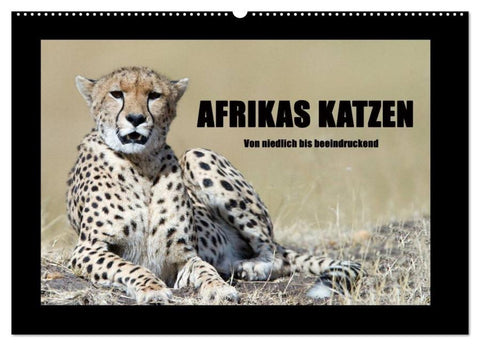 Afrikas Katzen (Wandkalender 2026 DIN A2 quer), CALVENDO Monatskalender