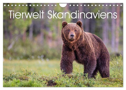 Tierwelt Skandinaviens (Wandkalender 2026 DIN A4 quer), CALVENDO Monatskalender
