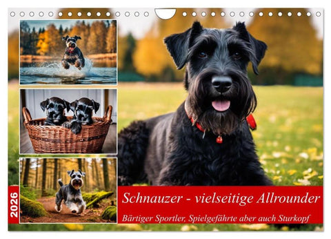 Schnauzer - vielseitige Allrounder (Wandkalender 2026 DIN A4 quer), CALVENDO Monatskalender