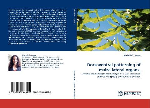 Dorsoventral patterning of maize lateral organs.