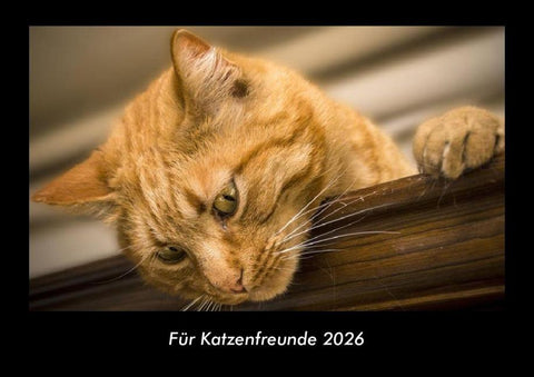 Für Katzenfreunde 2026 Fotokalender DIN A3