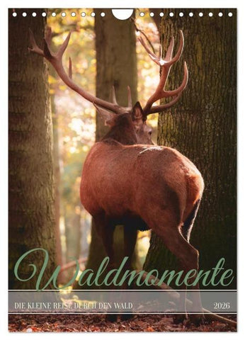 Waldmomente (Wandkalender 2026 DIN A4 hoch), CALVENDO Monatskalender
