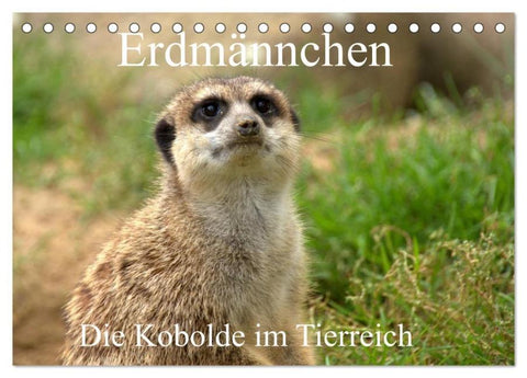 Erdmännchen - Die Kobolde im Tierreich (Tischkalender 2026 DIN A5 quer), CALVENDO Monatskalender