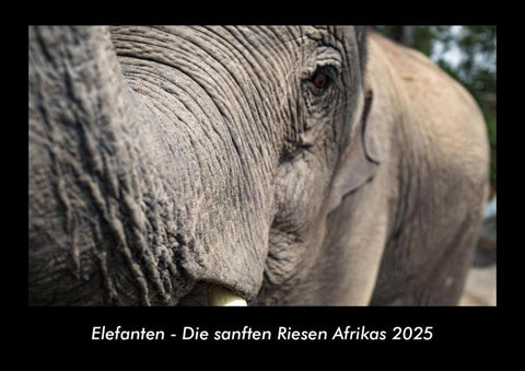 Elefanten - Die sanften Riesen Afrikas 2025 Fotokalender DIN A3