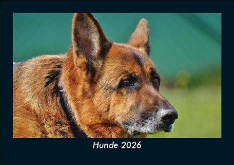 Hunde 2026 Fotokalender DIN A5