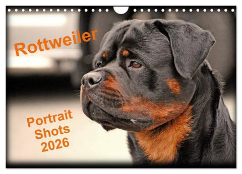 Rottweiler Portait Shots 2026 (Wall Calendar 2026 DIN A4 landscape), CALVENDO 12 Month Wall Calendar