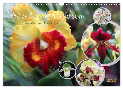 Prächtige Orchideen (Wandkalender 2026 DIN A3 quer), CALVENDO Monatskalender