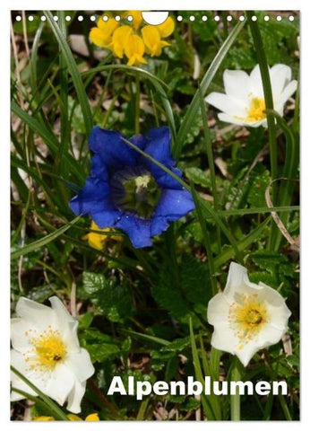 Alpenblumen (Wandkalender 2026 DIN A4 hoch), CALVENDO Monatskalender