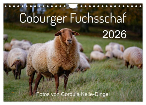 Coburger Fuchsschaf (Wandkalender 2026 DIN A4 quer), CALVENDO Monatskalender