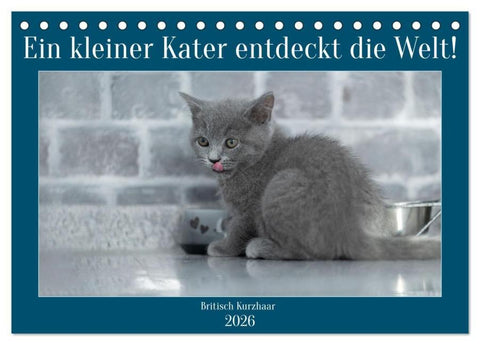 Ein kleiner Kater entdeckt die Welt! (Tischkalender 2026 DIN A5 quer), CALVENDO Monatskalender