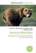 American Black Bear