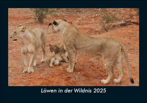 Löwen in der Wildnis 2025 Fotokalender DIN A5