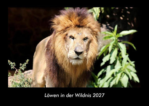 Löwen in der Wildnis 2027 Fotokalender DIN A3