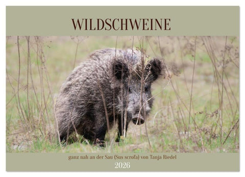 Wildschweine ganz nah an der Sau (Sus scrofa) von Tanja Riedel (Wandkalender 2026 DIN A3 quer), CALVENDO Monatskalender