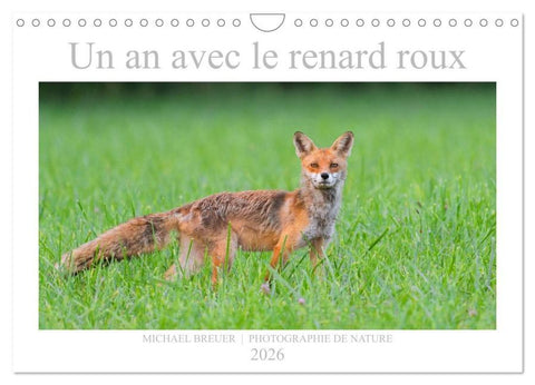 Un an avec le renard roux (Calendrier mural 2026 DIN A4 vertical), CALVENDO calendrier mensuel