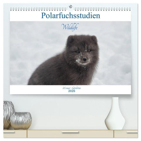 Polarfuchsstudien Wildlife (hochwertiger Premium Wandkalender 2026 DIN A2 quer), Kunstdruck in Hochglanz