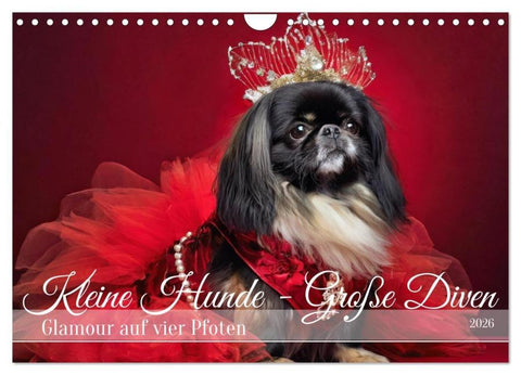 Kleine Hunde - Große Diven (Wandkalender 2026 DIN A4 quer), CALVENDO Monatskalender