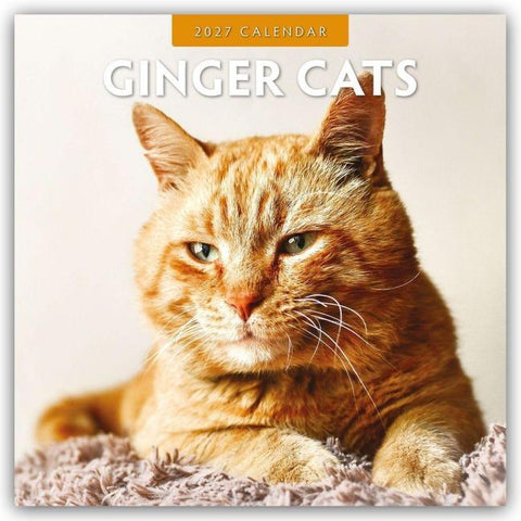 Ginger Cats – Rote Katzen – Gingerkatzen 2027 – 16-Monatskalender