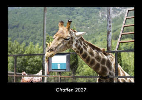 Giraffen 2027 Fotokalender DIN A3