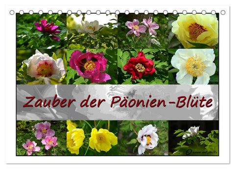 Zauber der Päonien-Blüte (Tischkalender 2026 DIN A5 quer), CALVENDO Monatskalender