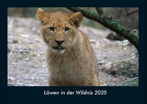 Löwen in der Wildnis 2025 Fotokalender DIN A4