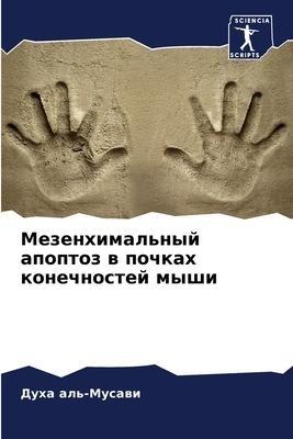 Mezenhimal'nyj apoptoz w pochkah konechnostej myshi