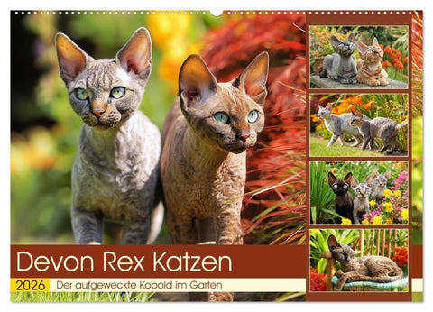 Devon Rex Katzen. Der aufgeweckte Kobold im Garten (Wandkalender 2026 DIN A2 quer), CALVENDO Monatskalender