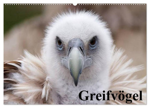 Greifvögel (Wandkalender 2026 DIN A2 quer), CALVENDO Monatskalender