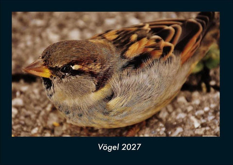 Vögel 2027 Fotokalender DIN A4