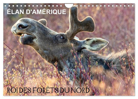 ÉLAN D'AMÉRIQUE - ROI DES FORÊTS DU NORD (Calendrier mural 2026 DIN A4 vertical), CALVENDO calendrier mensuel