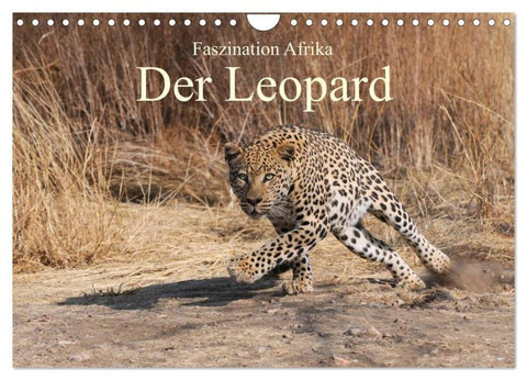 Faszination Afrika: Der Leopard (Wandkalender 2026 DIN A4 quer), CALVENDO Monatskalender